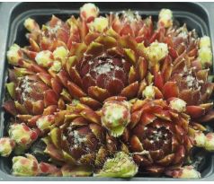 Sempervivum SUMAYYAH