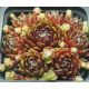 Sempervivum SUMAYYAH