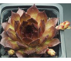 Sempervivum LOVELY ROSET