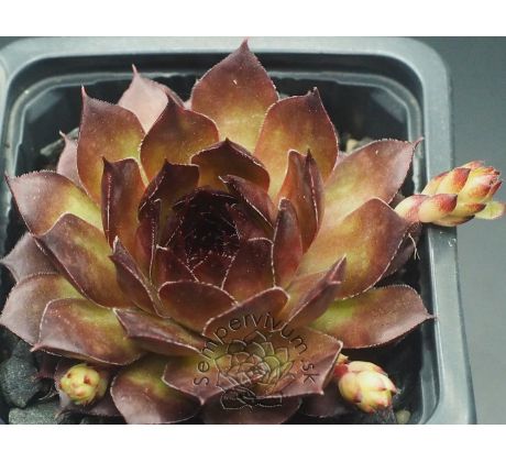 Sempervivum LOVELY ROSET
