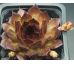 Sempervivum LOVELY ROSET
