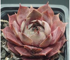 Sempervivum SUPERB BLUE