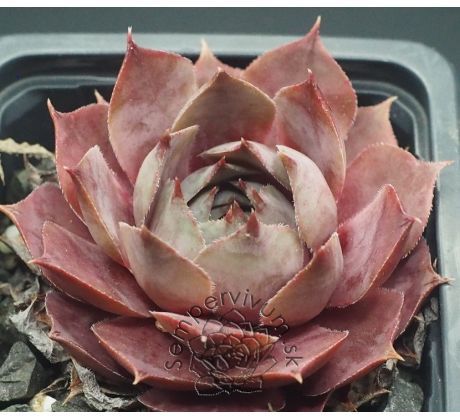 Sempervivum SUPERB BLUE