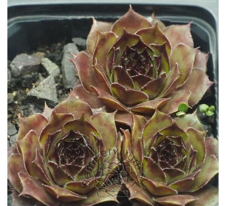 Sempervivum SWEET BROWN SUGAR