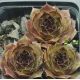Sempervivum SWEET BROWN SUGAR