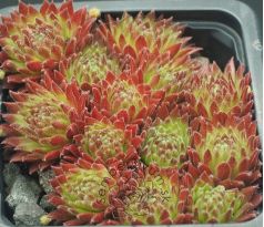Sempervivum SWEET LITSCHI
