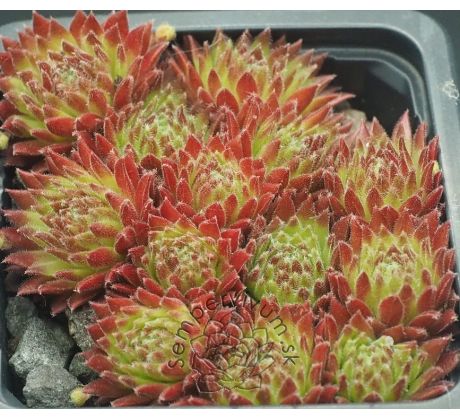 Sempervivum SWEET LITSCHI