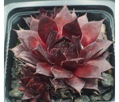 Sempervivum SWEET SCHERRY