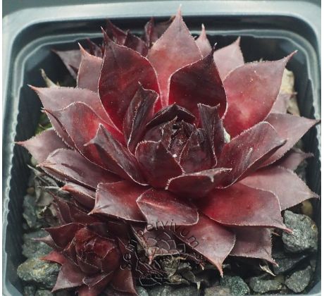 Sempervivum SWEET SCHERRY