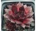 Sempervivum SWEET SCHERRY