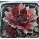 Sempervivum SWEET SCHERRY