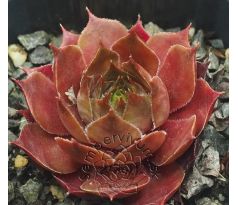 Sempervivum TABEIA