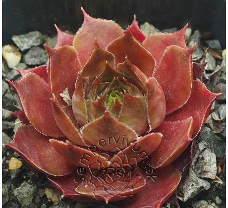 Sempervivum TABEIA