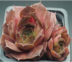 Sempervivum TAKAYANA