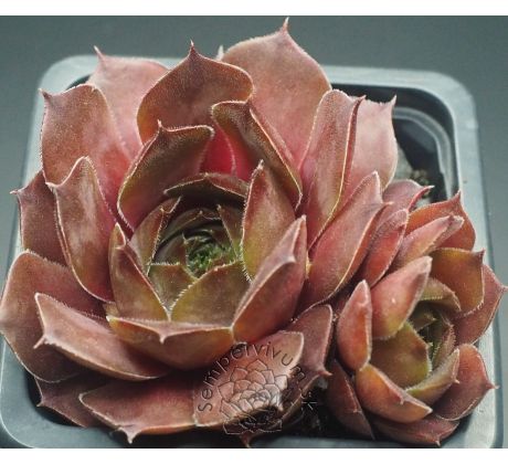 Sempervivum TAKAYANA