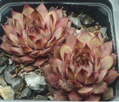 Sempervivum TARENTUM