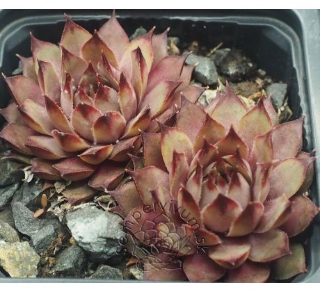 Sempervivum TARENTUM