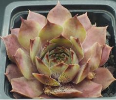 Sempervivum TELFAN