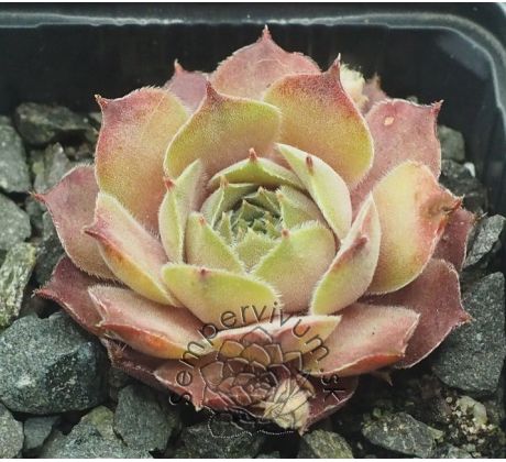 Sempervivum THUNDER