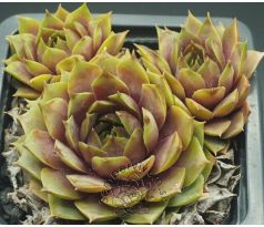 Sempervivum VOSSA NOVA