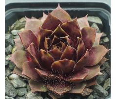 Sempervivum TIEFPUNKT