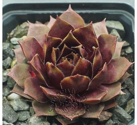 Sempervivum TIEFPUNKT