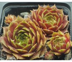 Sempervivum TINA`S FAVORIT