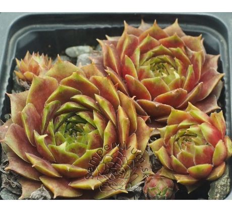 Sempervivum TINA`S FAVORIT