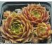 Sempervivum TINA`S FAVORIT