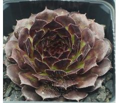 Sempervivum TINTENRAD