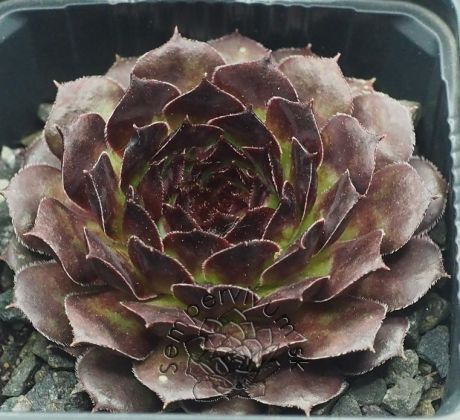 Sempervivum TINTENRAD