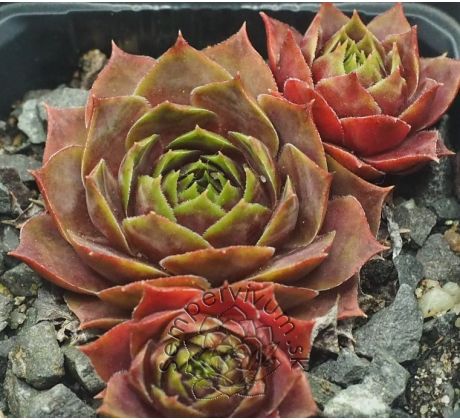 Sempervivum TONIA