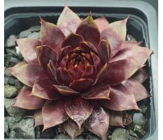 Sempervivum TRAUMREISE