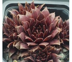 Sempervivum TREEBEARD