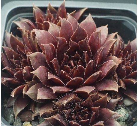 Sempervivum TREEBEARD