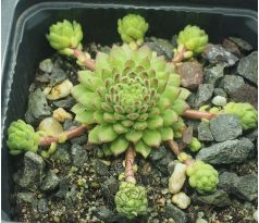 Sempervivum BAMBINI