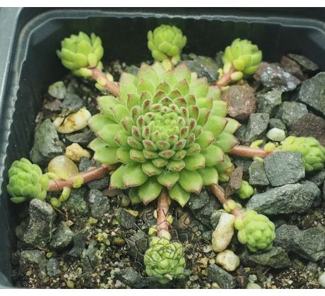 Sempervivum BAMBINI