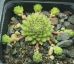 Sempervivum BAMBINI