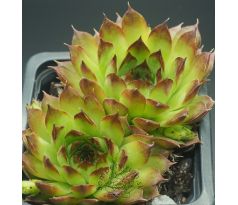 Sempervivum TRUDE