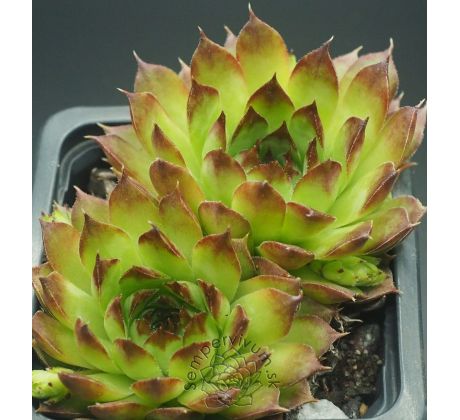 Sempervivum TRUDE