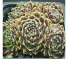 Sempervivum UDINE
