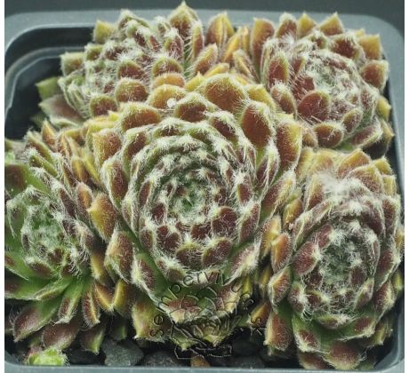 Sempervivum UDINE