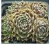 Sempervivum UDINE