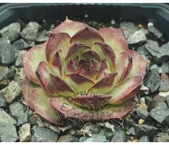 Sempervivum URMEL