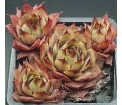 Sempervivum UWE`S SCHÖNE