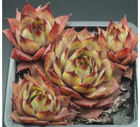 Sempervivum UWE`S SCHÖNE