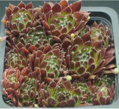 Sempervivum VANESSA