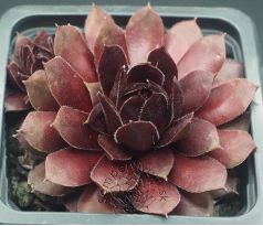 Sempervivum VELVET BLUSH
