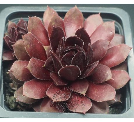 Sempervivum VELVET BLUSH