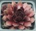 Sempervivum VELVET BLUSH